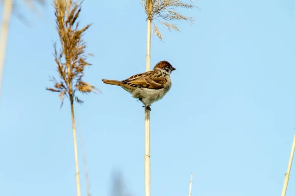 Animal little bird of a sparrow on a cane — Stock Photo, Image