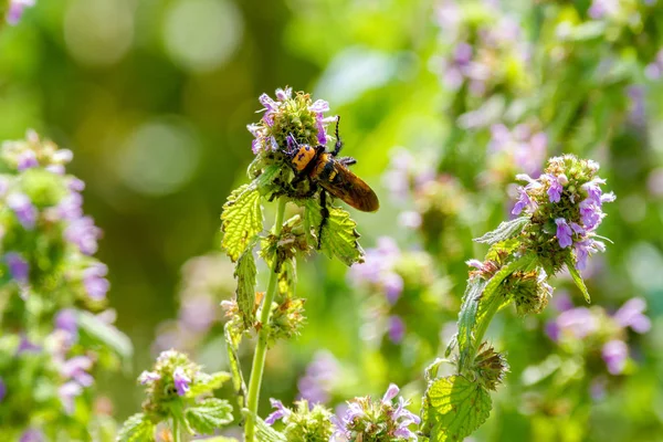 Nsect large hornet on field flower — Stock Photo, Image