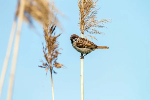 Animal pequeño pájaro de un gorrión en un bastón — Foto de Stock