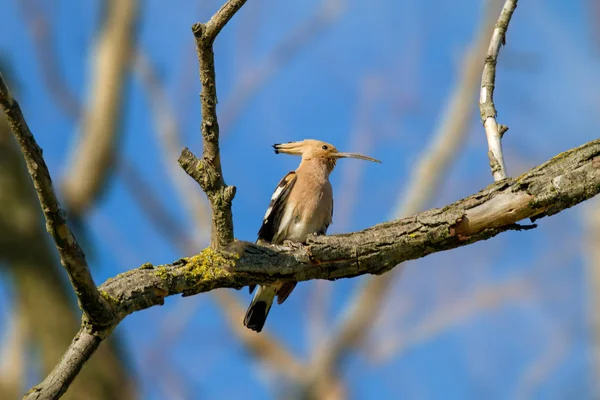 Animal huppe sauvage sur une branche — Photo