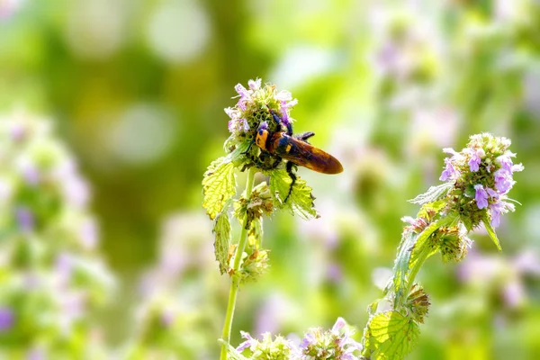 Insect large hornet on field flower — Stock Photo, Image