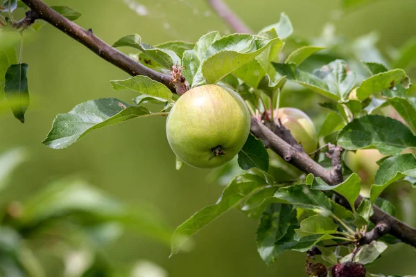 Green apple ripens on a branch — Stock Photo, Image