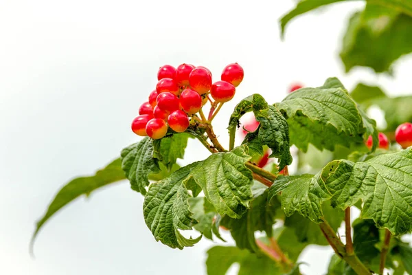 As bagas de viburnum vermelhas amadurecem em um ramo — Fotografia de Stock