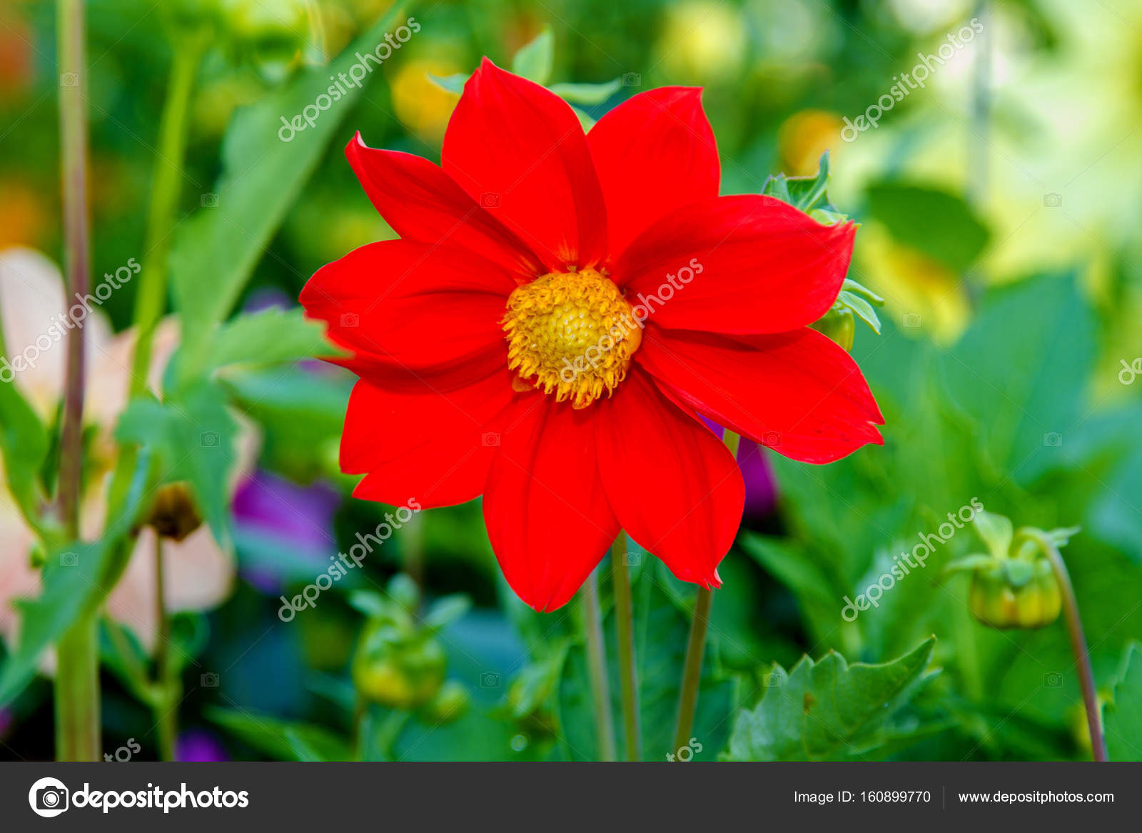 Dahlia Fleur Rouge Avec Centre Jaune Photographie Artex67