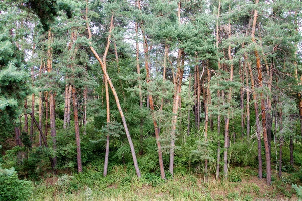 Árvores verdes grandes em uma floresta de pinheiro — Fotografia de Stock