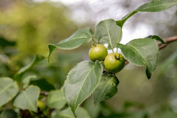 Fruits of a wild pear ripen on a tree — Stock Photo, Image