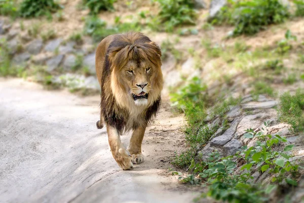 Тваринний дорослий лев гуляє в зоопарку — стокове фото
