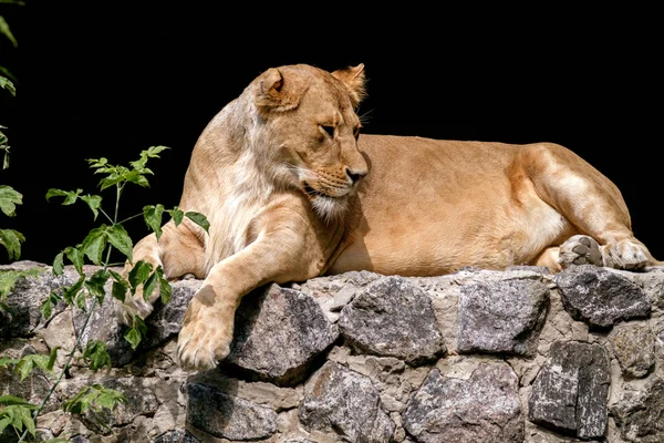 Animal es una leona adulta mintiendo y mirando fijamente — Foto de Stock