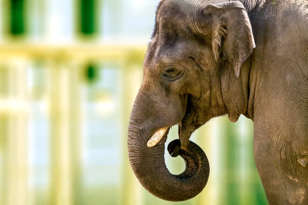 Szef duży słoń zwierząt w zoo — Zdjęcie stockowe