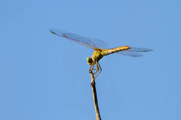 Insecto de una libélula sentado en una ramita de árbol — Foto de Stock