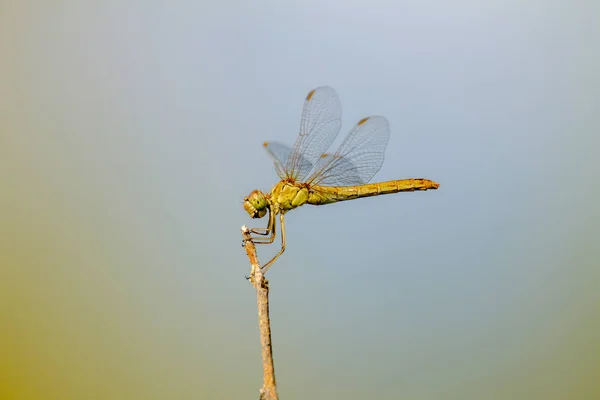 Insetto di libellula seduto su un ramoscello d'albero — Foto Stock