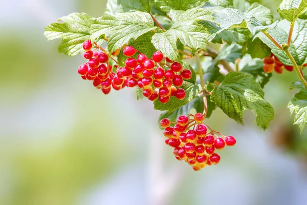 Red viburnum berries ripen on a branch — Stock Photo, Image