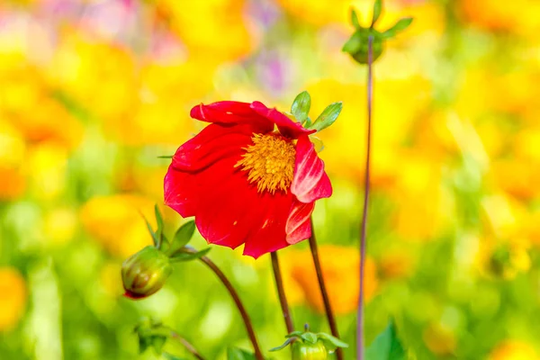 真ん中の黄色いの花赤いダリア — ストック写真