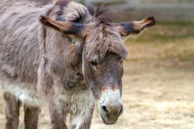 Üzücü bir evde beslenen hayvan göt resmi