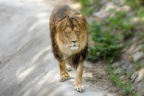 Állati felnőtt oroszlán séta az állatkertben — Stock Fotó