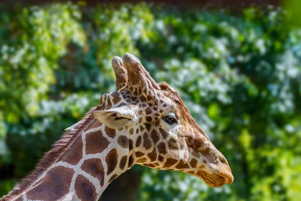 Cabeza de una jirafa de animales salvajes en el zoológico — Foto de Stock