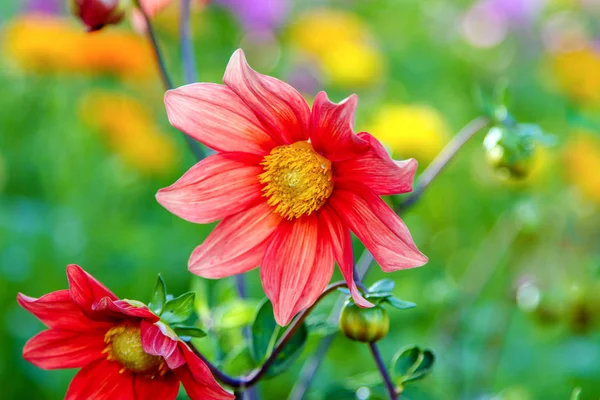 Flor dália vermelha com centro amarelo — Fotografia de Stock