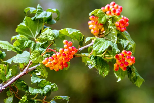 Red viburnum berries ripen on a branch — Stock Photo, Image