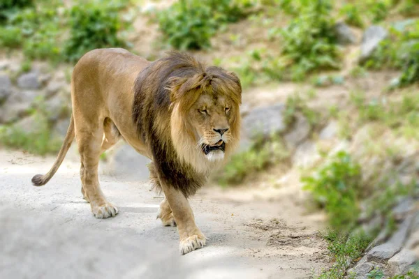 Zvířecí dospělý Lev procházky v zoo — Stock fotografie