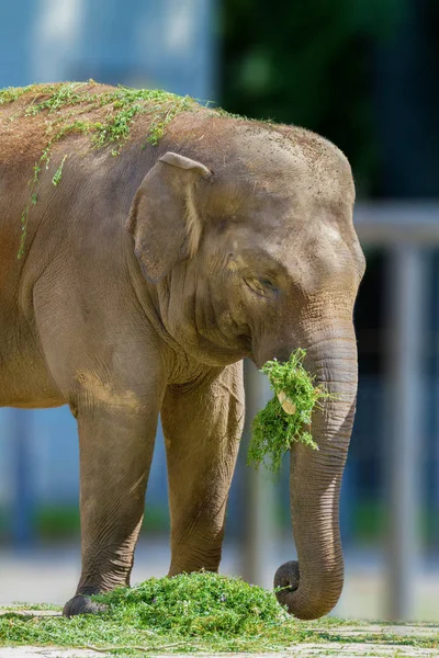 Duży słoń zwierzę jedzenia trawy w zoo — Zdjęcie stockowe