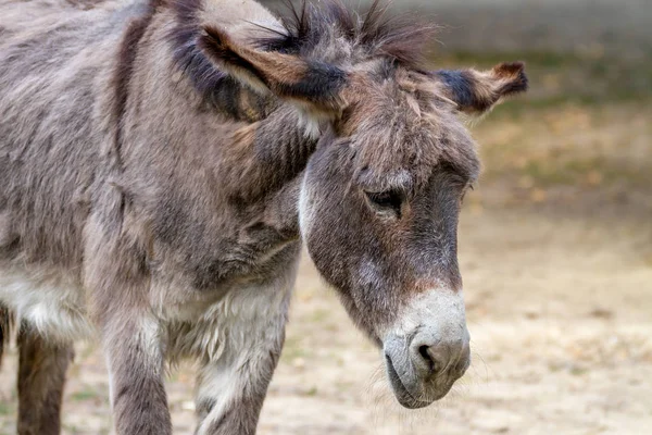 Bild eines traurigen Haustieresels — Stockfoto