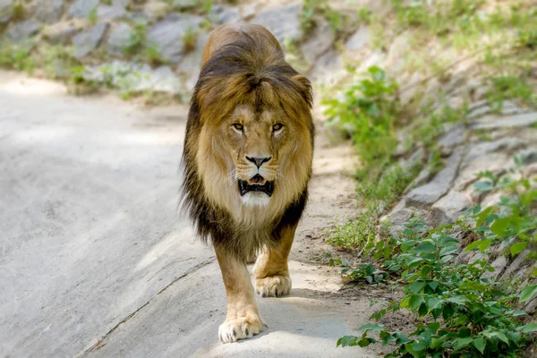 Zvířecí dospělý Lev procházky v zoo — Stock fotografie