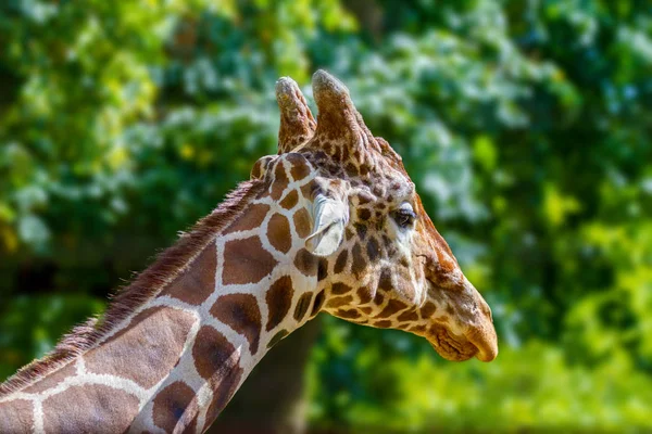 Tête d'une girafe d'animal sauvage dans le zoo — Photo