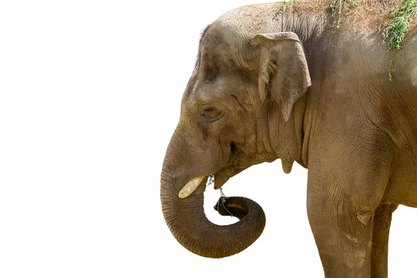 Szef duży słoń zwierząt w zoo — Zdjęcie stockowe