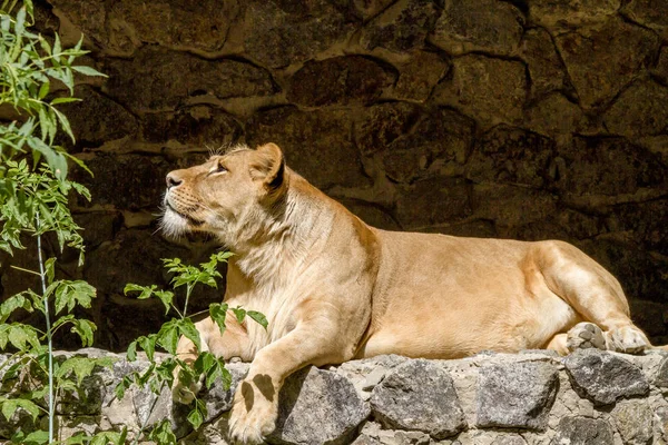 Animal es una leona adulta mintiendo y mirando fijamente — Foto de Stock