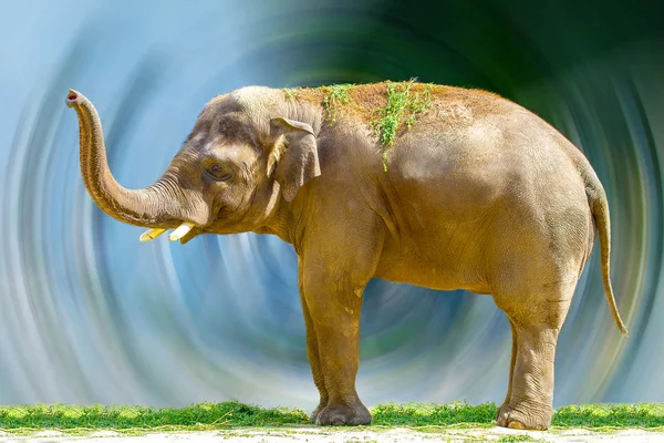 Duży słoń zwierzę jedzenia trawy w zoo — Zdjęcie stockowe