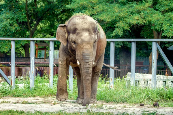 büyük fil Hayvanat Bahçesi kasa içine yürüyor