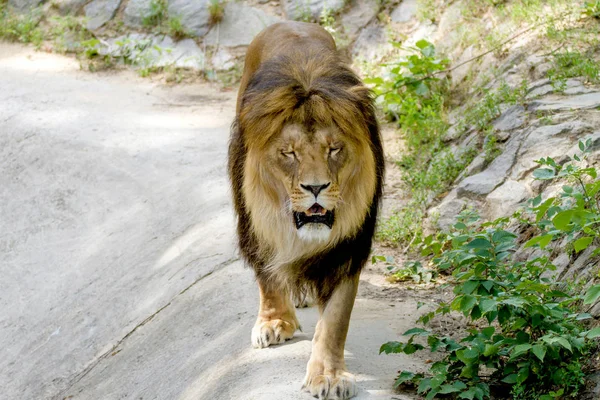 Zvířecí dospělý Lev procházky v zoo — Stock fotografie