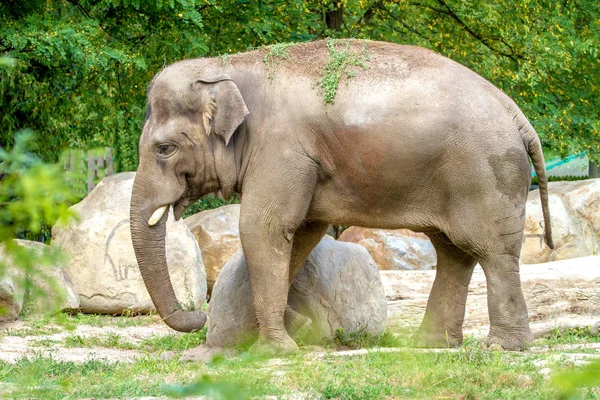 Duży słoń spacery w obudowie zoo — Zdjęcie stockowe