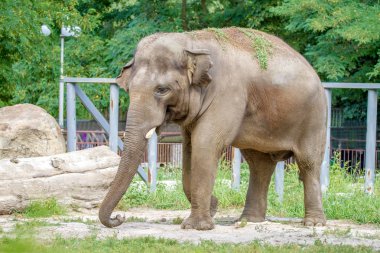 büyük fil Hayvanat Bahçesi kasa içine yürüyor