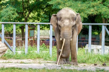  büyük fil Hayvanat Bahçesi kasa içine yürüyor