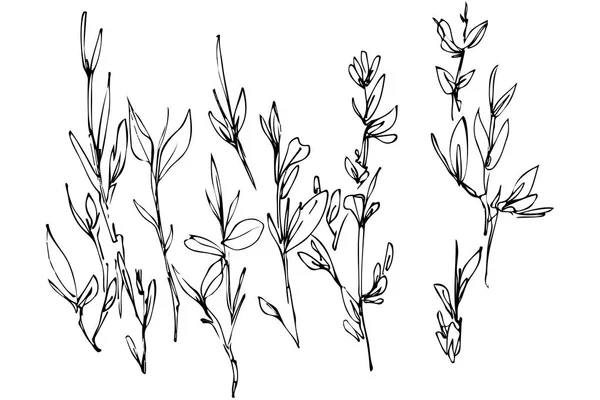 필드에서 성장 하는 식물의 스케치 — 스톡 벡터