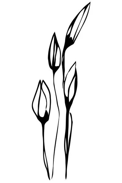 Σκίτσο διάνυσμα άνοιξη λουλούδι λευκόιο — Διανυσματικό Αρχείο