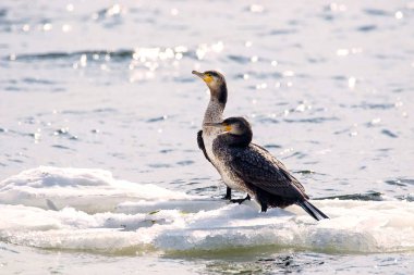 bir nehir bir buz parçası üzerinde yüzen Phalacrocorax auritus kuş
