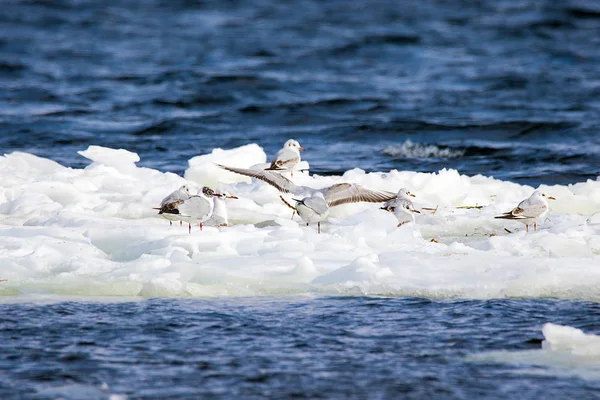 Gaviotas emplumadas flotando en un témpano de hielo a lo largo del rive — Foto de Stock