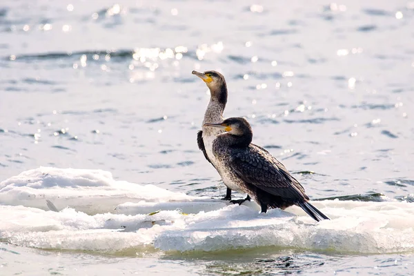 Bir nehir bir buz parçası üzerinde yüzen Phalacrocorax auritus kuş — Stok fotoğraf