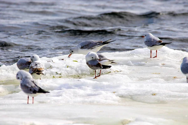 Забруднені чайки плавають на крижаному потоці вздовж річки — стокове фото