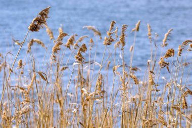 suya yakın eski sarı kamışı çalılık
