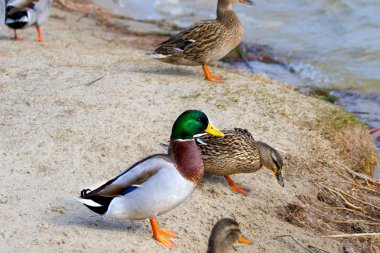  vahşi drake ve nehir kıyısında üzerinde ördek