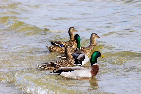 Drake salvaje y patos navegando a lo largo de la rive — Foto de Stock