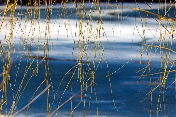 Willow twigs bent over the water — Stock Photo, Image