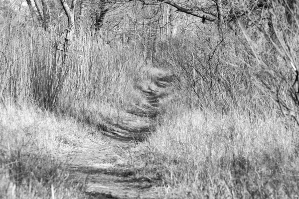 在一个废弃的公园的灌木丛中的路径 — 图库照片