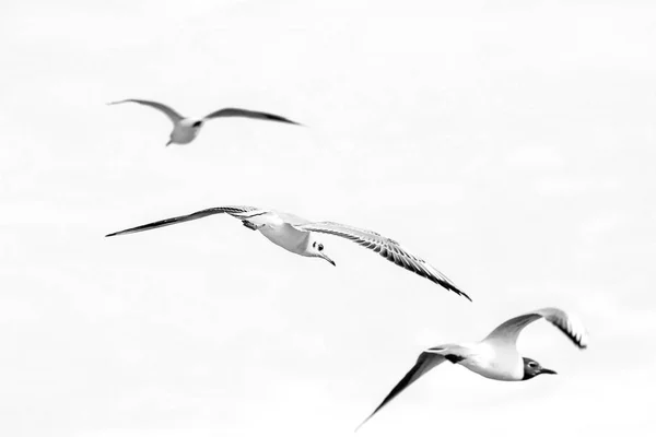 空を飛んでいる鳥カモメ — ストック写真