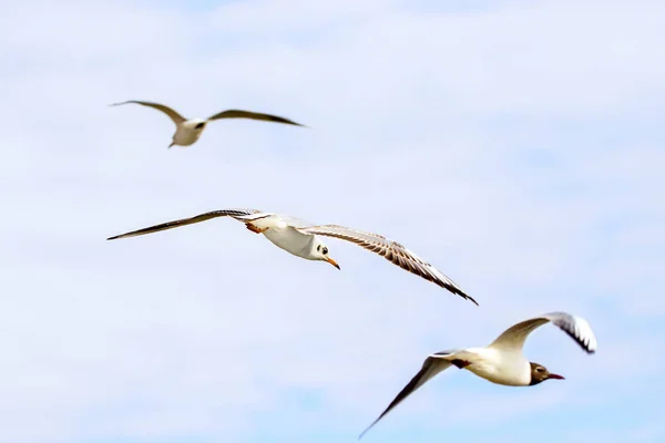 Möwe fliegt in den Himmel — Stockfoto