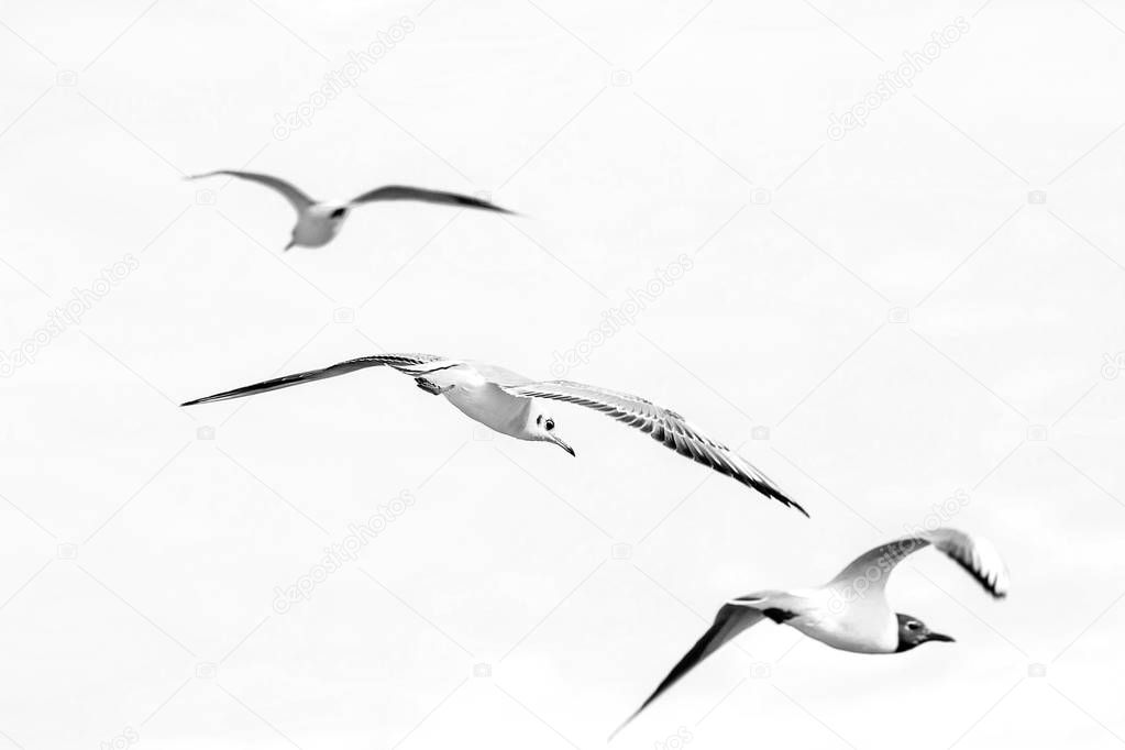 bird gull flying in the sky