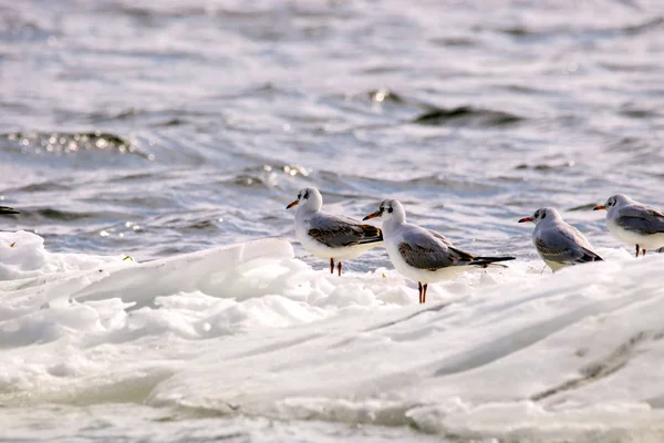 Mouettes à plumes flottant sur une banquise le long de la rivière — Photo